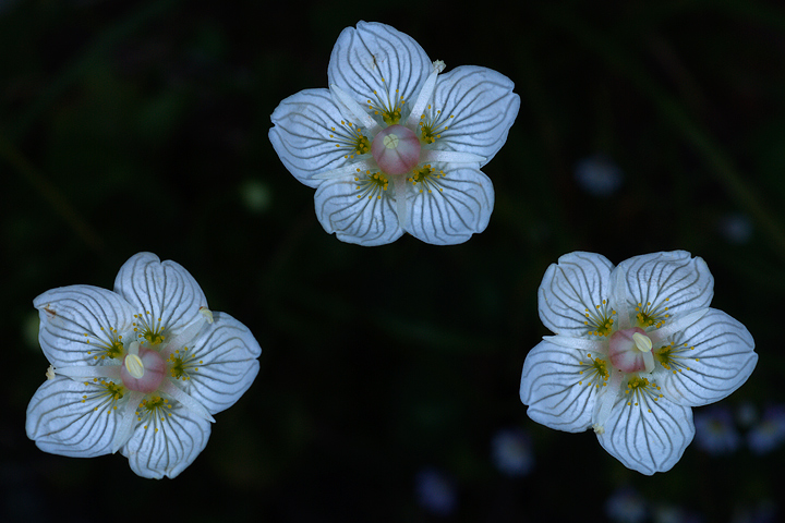 Parnassia palustris